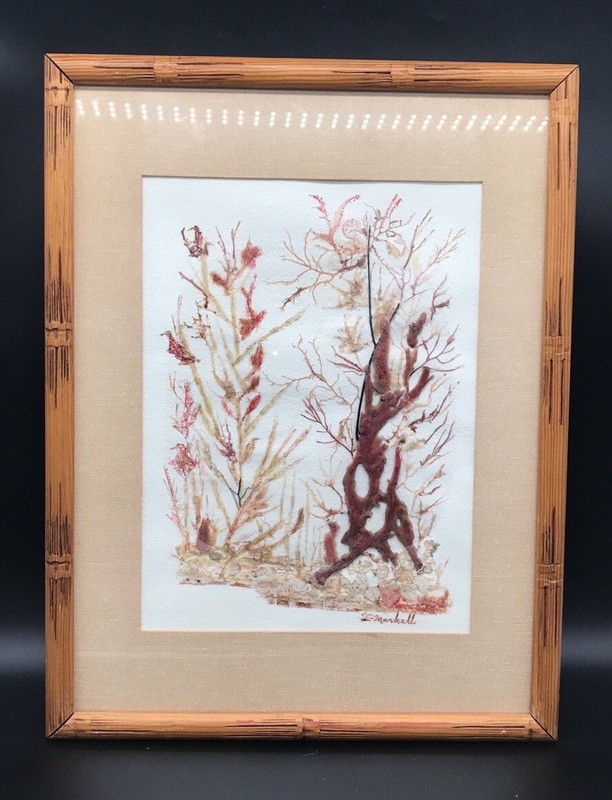 1980’s Framed Sea Life Art Algae Seaweed Signed Ida Markell Pompano Beach Fla.