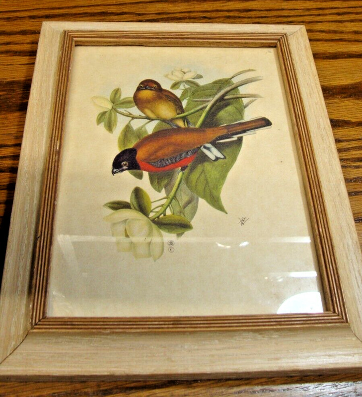 Vtg Artwork Ornate White-Washed 7.5×9.5″ Framed Print Colorful Birds Picture Q14