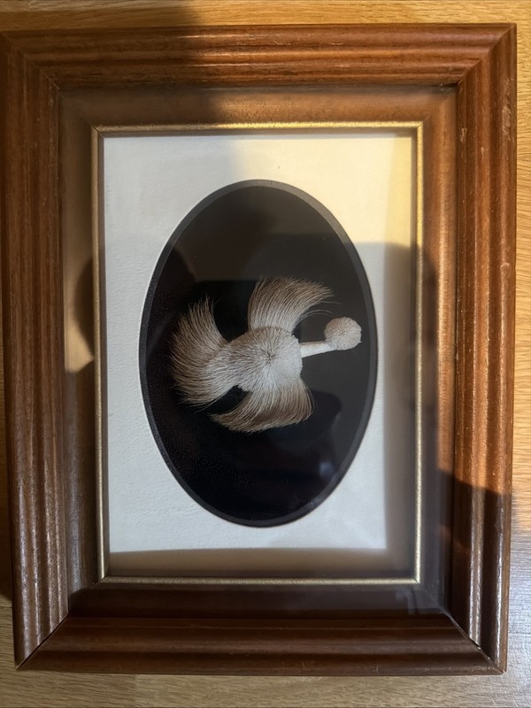 Authentic Caribou Hair Tufting Bird Artist Myrtle De Meulles