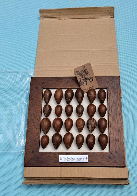Tekoko Nuts in Wooden Framed Picture. Unusual Organic Art